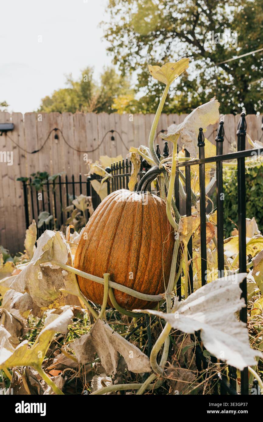 Large pumpkin grows on a vine hanging from backyard garden fence Stock Photo