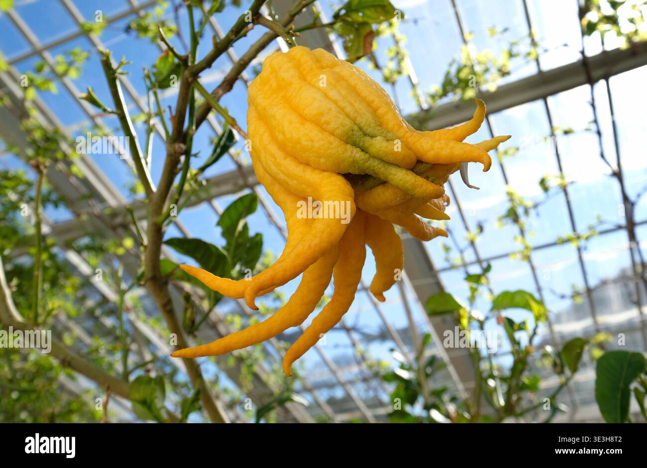 citrus buddha's hand, fingered citron fruit growing in greenhouse Stock Photo