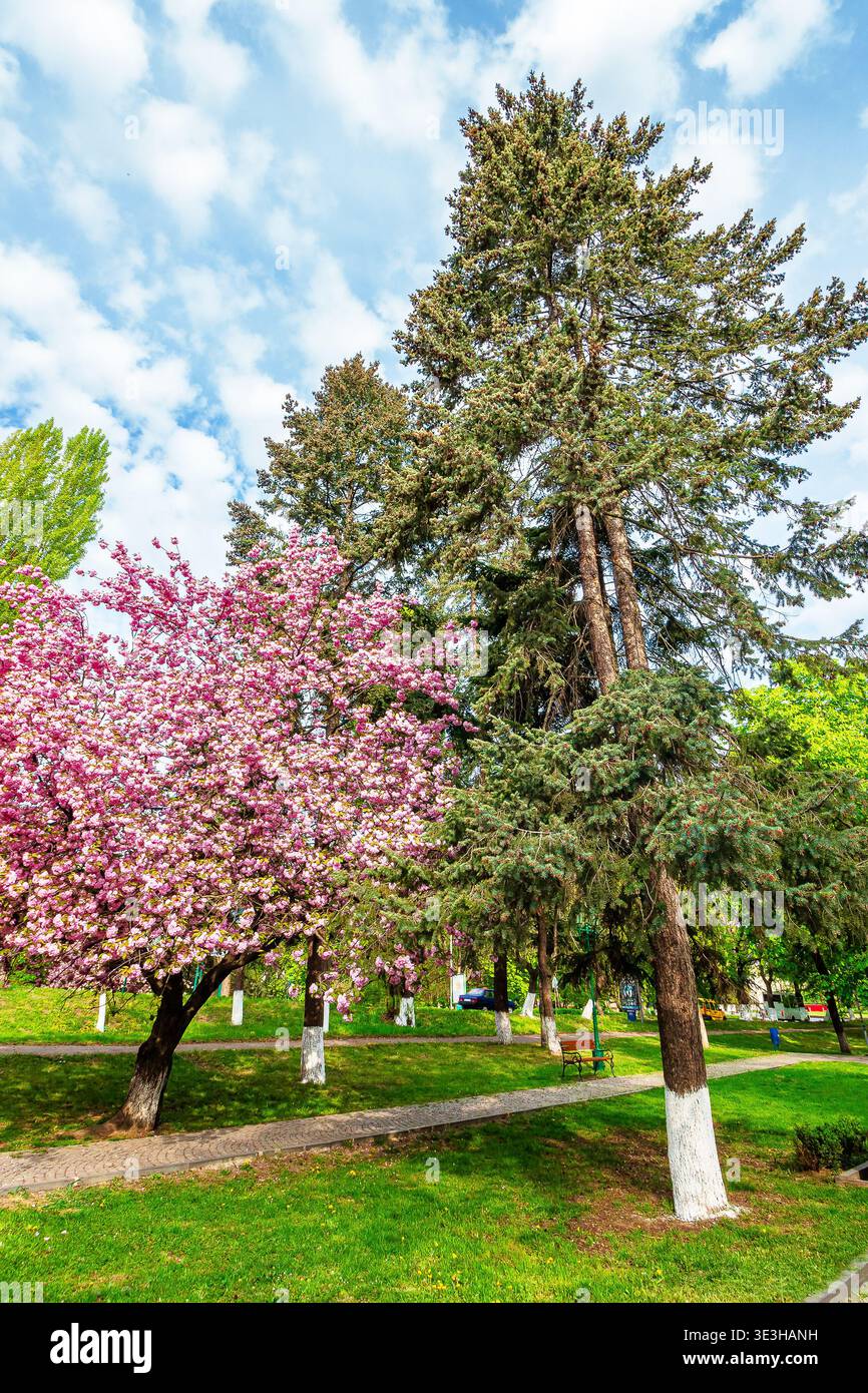 uzhhorod, ukraine - 26 apr 2015: area of the old city park with lantern near bench under japanese cherry tree in blossom. urban landscape in spring. s Stock Photo