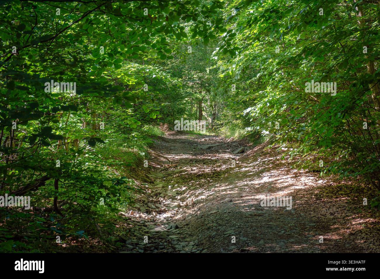 trail through the dense beech forest in summer. path in the shade of tall trees. nature green environment in dappled light. picture of remote peaceful Stock Photo