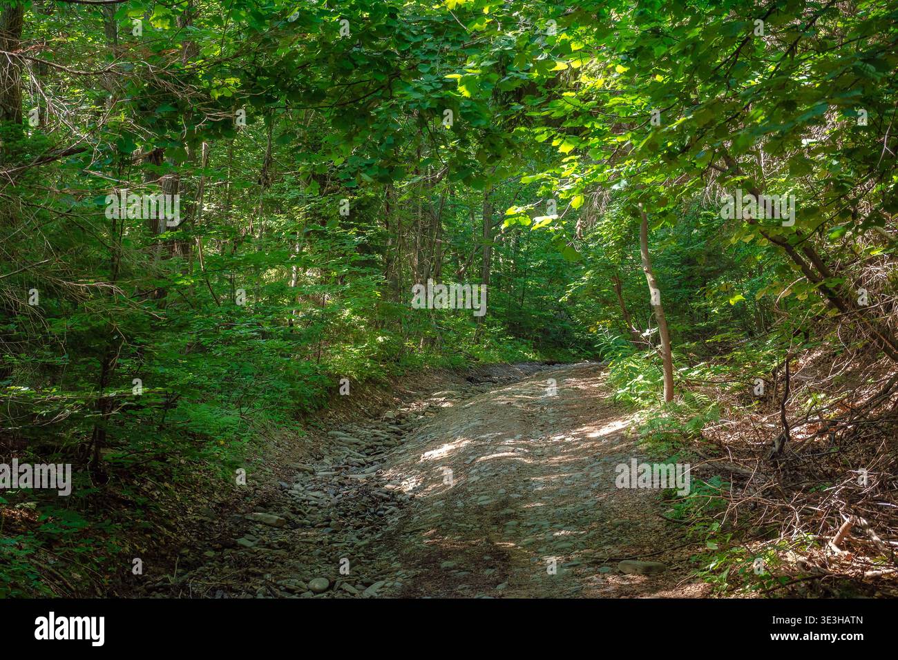 trail through the dense beech forest in summer. path in the shade of tall trees. nature green environment in dappled light. picture of remote peaceful Stock Photo