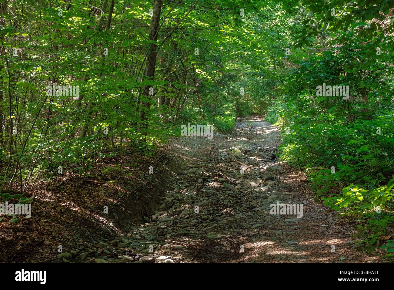 trail through the dense beech forest in summer. path in the shade of tall trees. nature green environment in dappled light. picture of remote peaceful Stock Photo