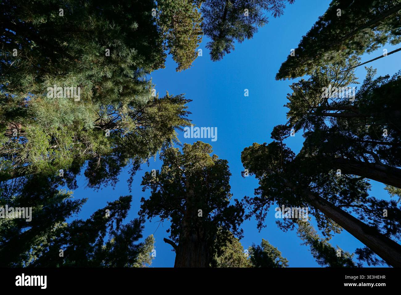 Tall trees rise toward clear hi-res stock photography and images - Alamy
