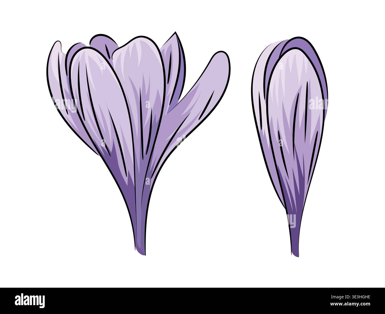Purple crocus, spring blooming crocus saffron, flat vector botanical illustration isolated on white background. Stock Vector