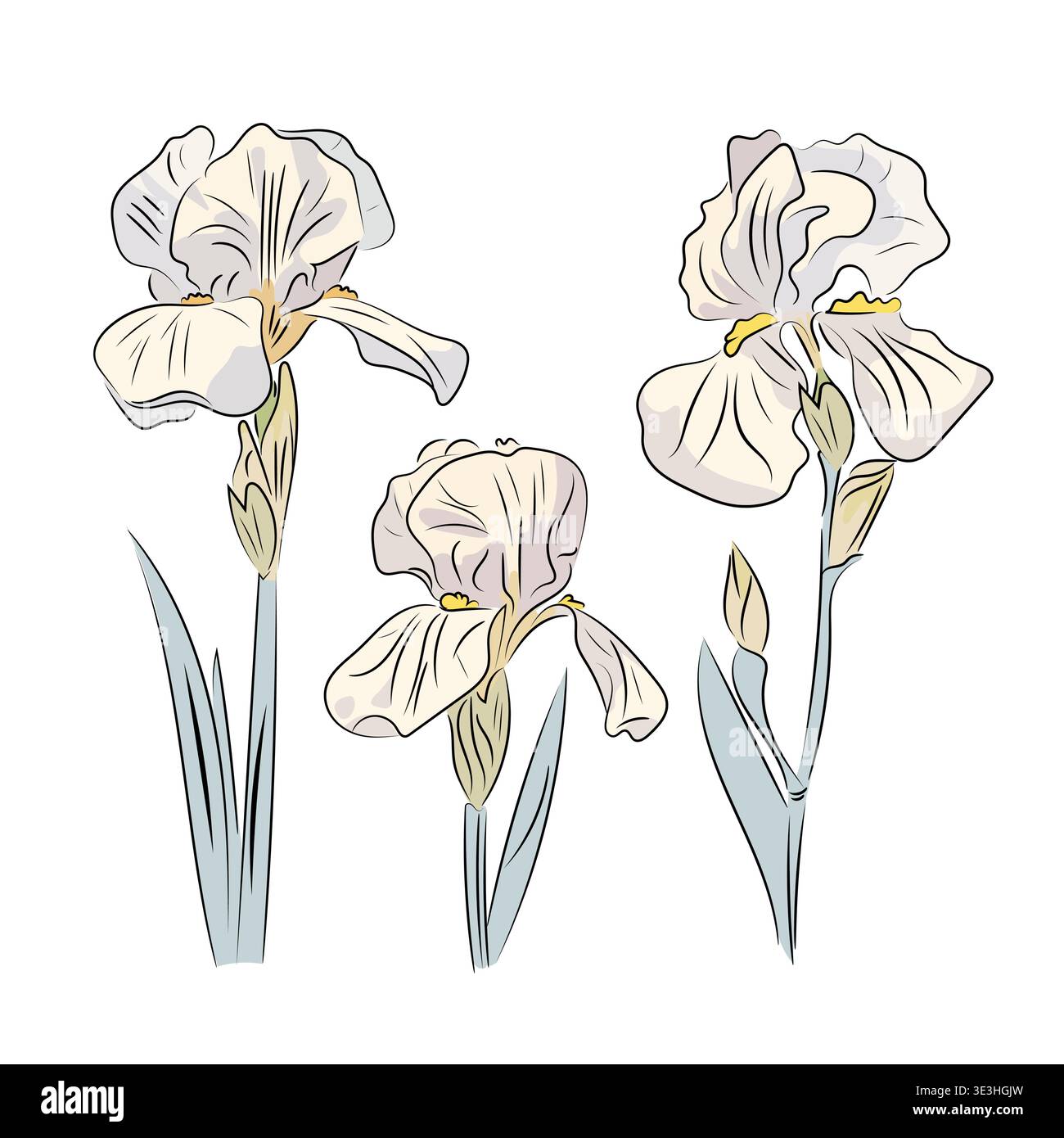 White iris. Elegant spring flower, flat vector illustration of garden iris with stem and leaves, isolated on white background. Stock Vector