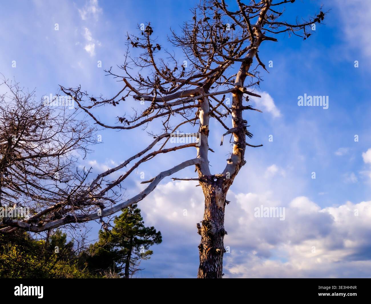 Tree in touristic camp Kanegra in Istria Croatia Europe in early Spring  time Stock Photo - Alamy