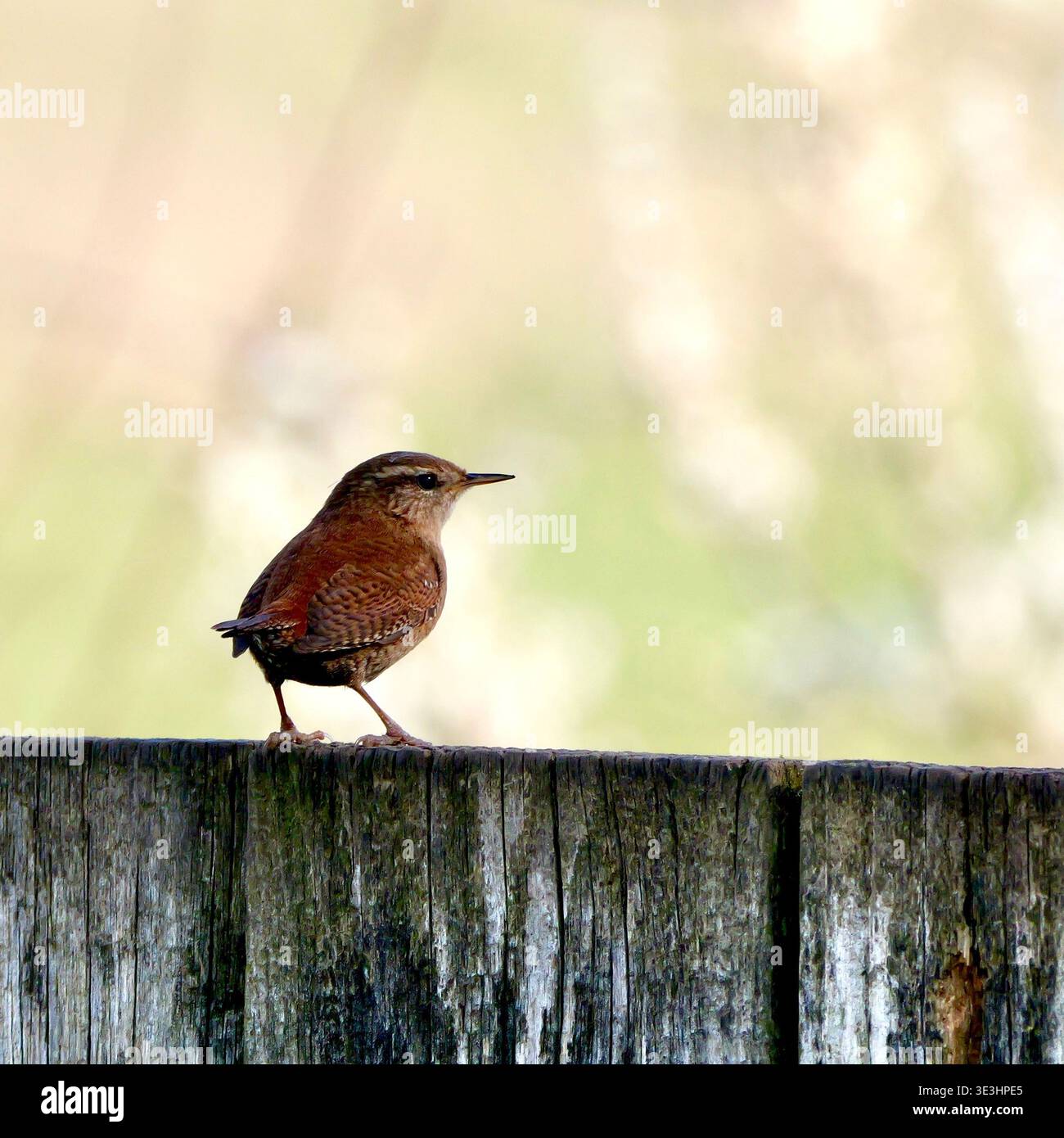 Eurasian wren (Troglodytidae) Stock Photo