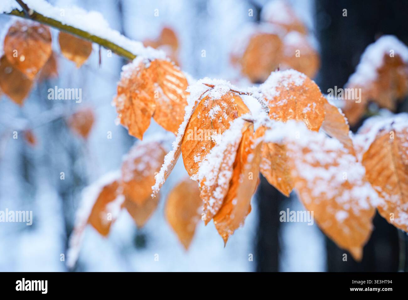 Crisp winter snow blankets the last golden leaves of autumn, showcasing ...