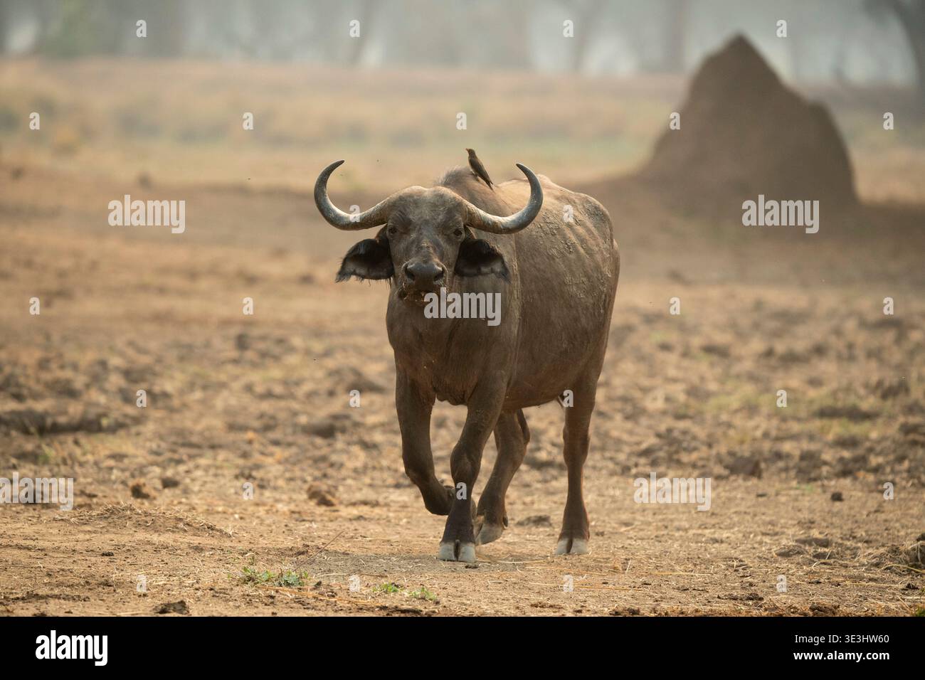 Cape buffalo, Syncerus caffer, Lower Zambezi National Park, Zambia Stock Photo