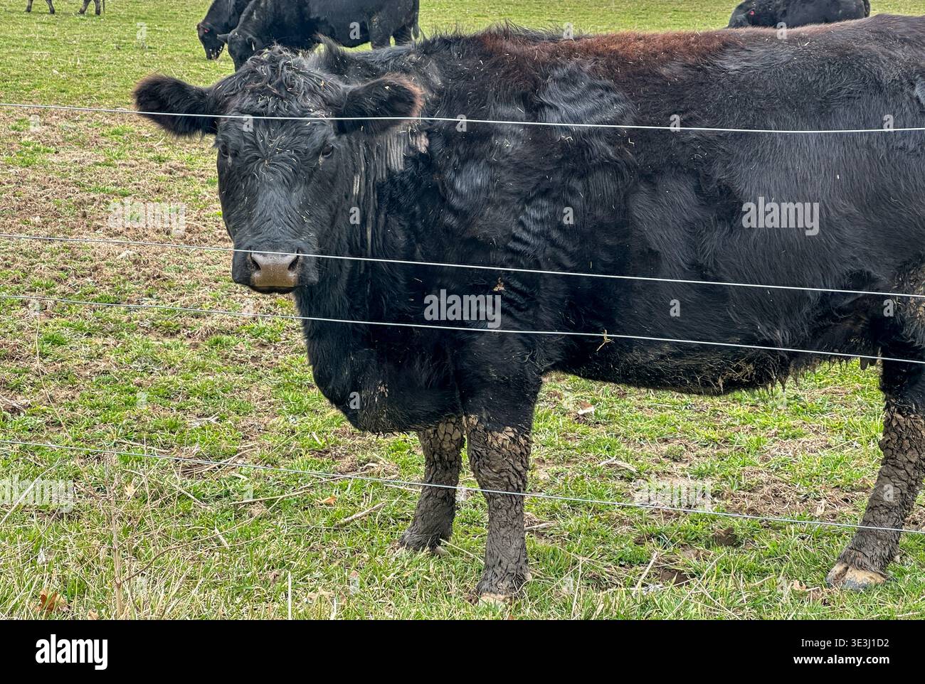 A black beef cow standing in a pasture in early spring - Smartphone Captured Stock Image