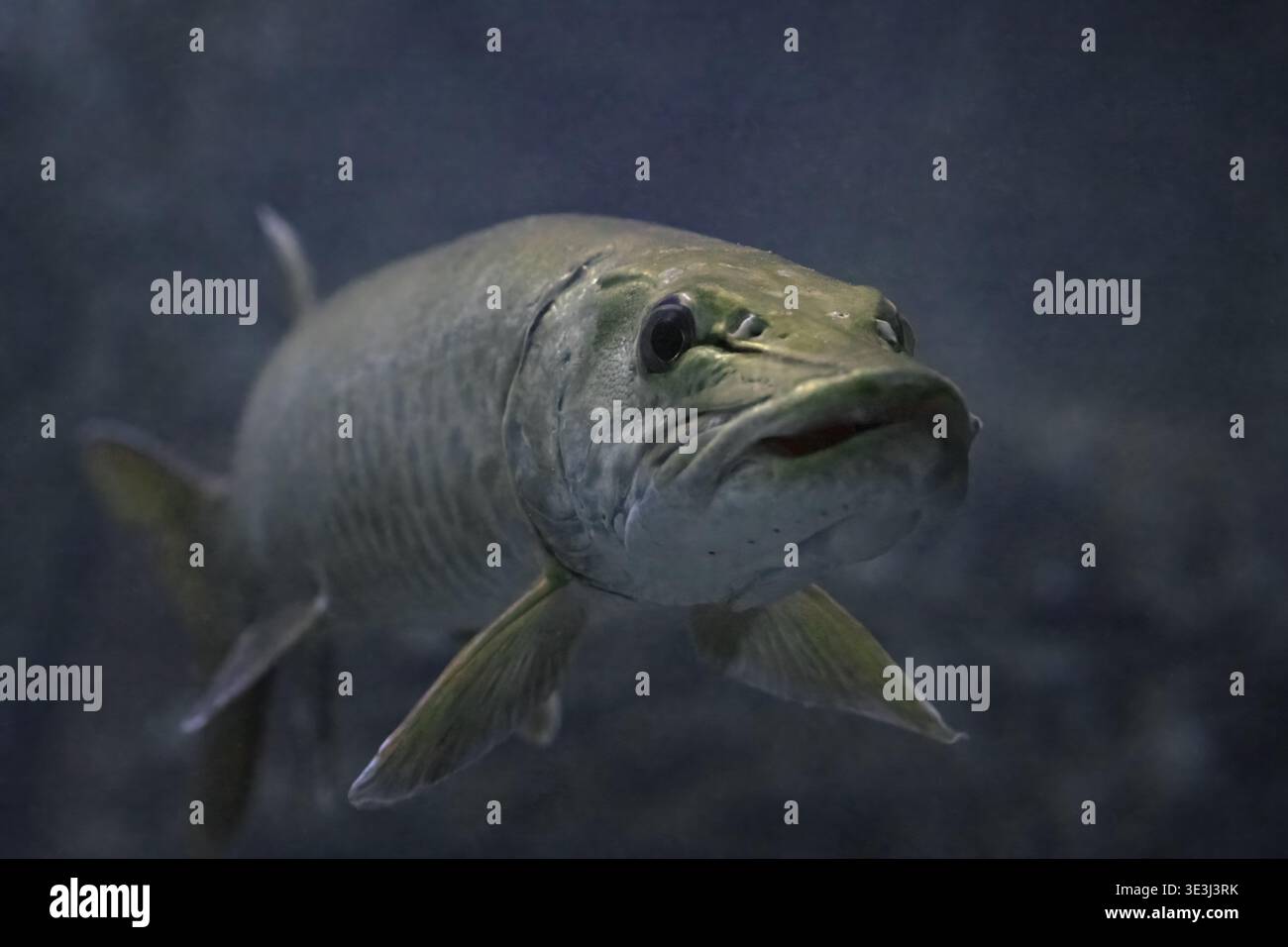 Underwater background fish hi-res stock photography and images - Alamy