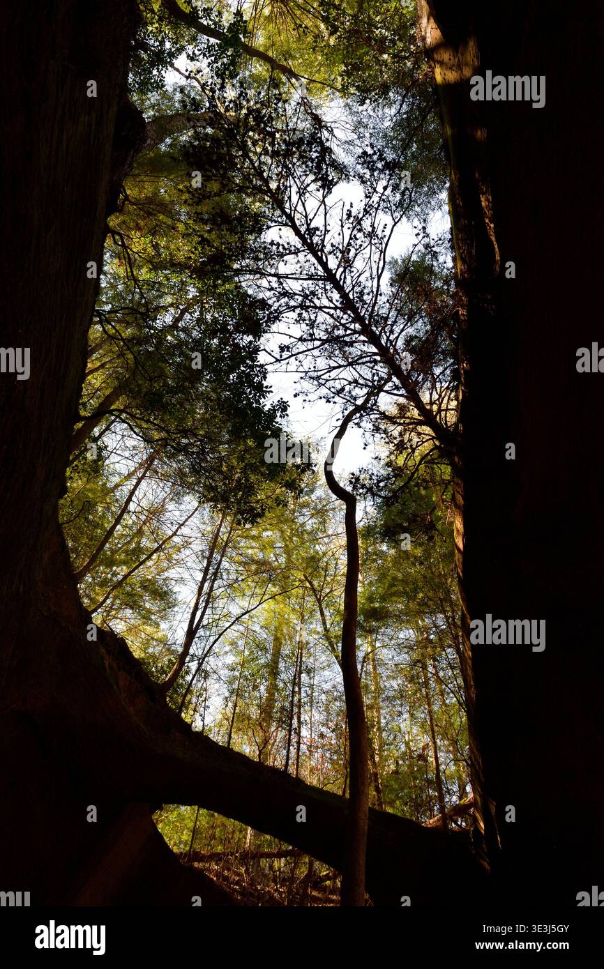 Sun Shining Through the Canopy Stock Photo