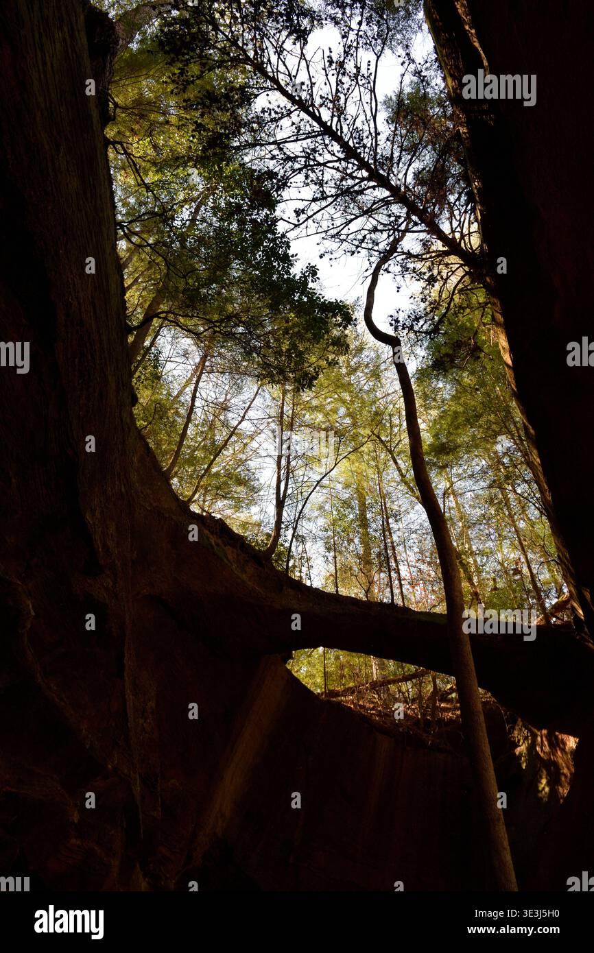 Sun Shining Through the Canopy Stock Photo
