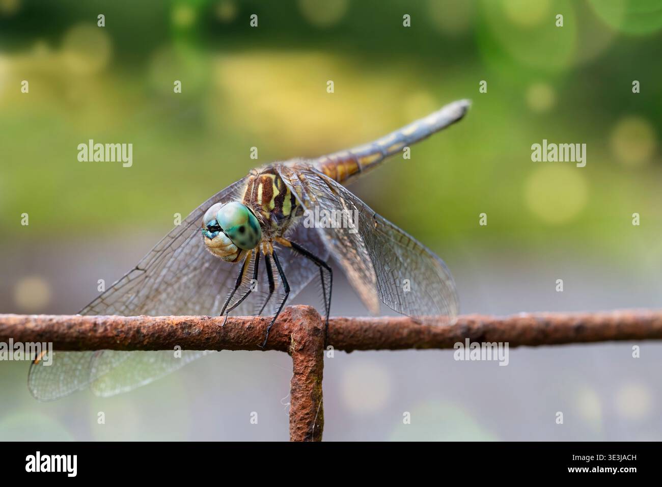 Dragonfly Rests on a Rusted Metal Fence Stock Photo