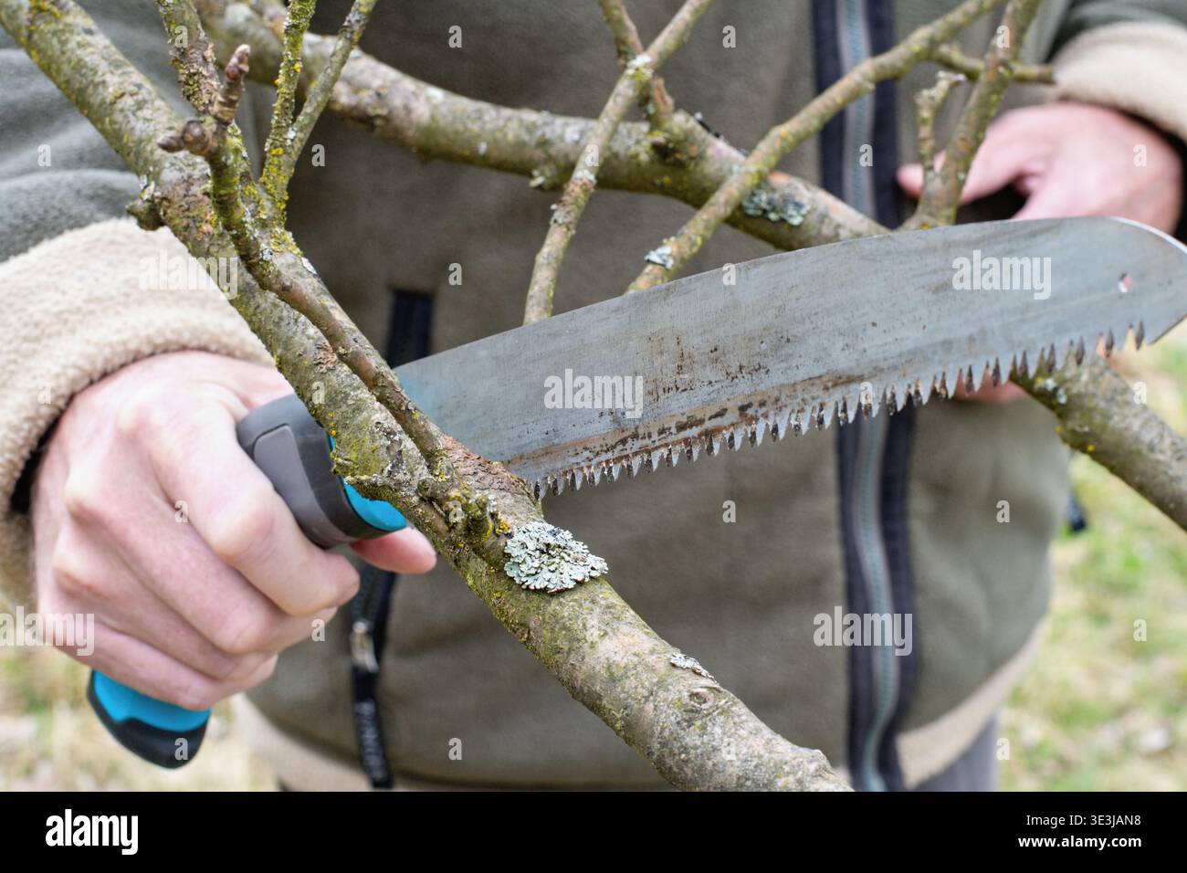 Gardener pruning apple tree. Seasonal garden work. Stock Photo