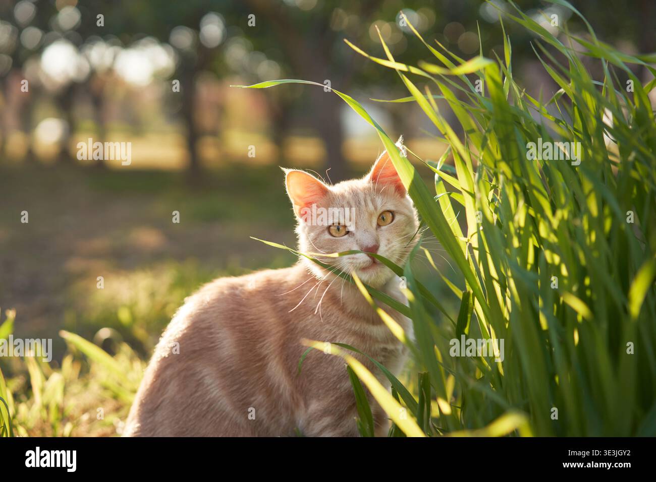 Ginger cat peeks over tall wild grass with ears forward in early light. Nature-focused portrait. Stock Photo