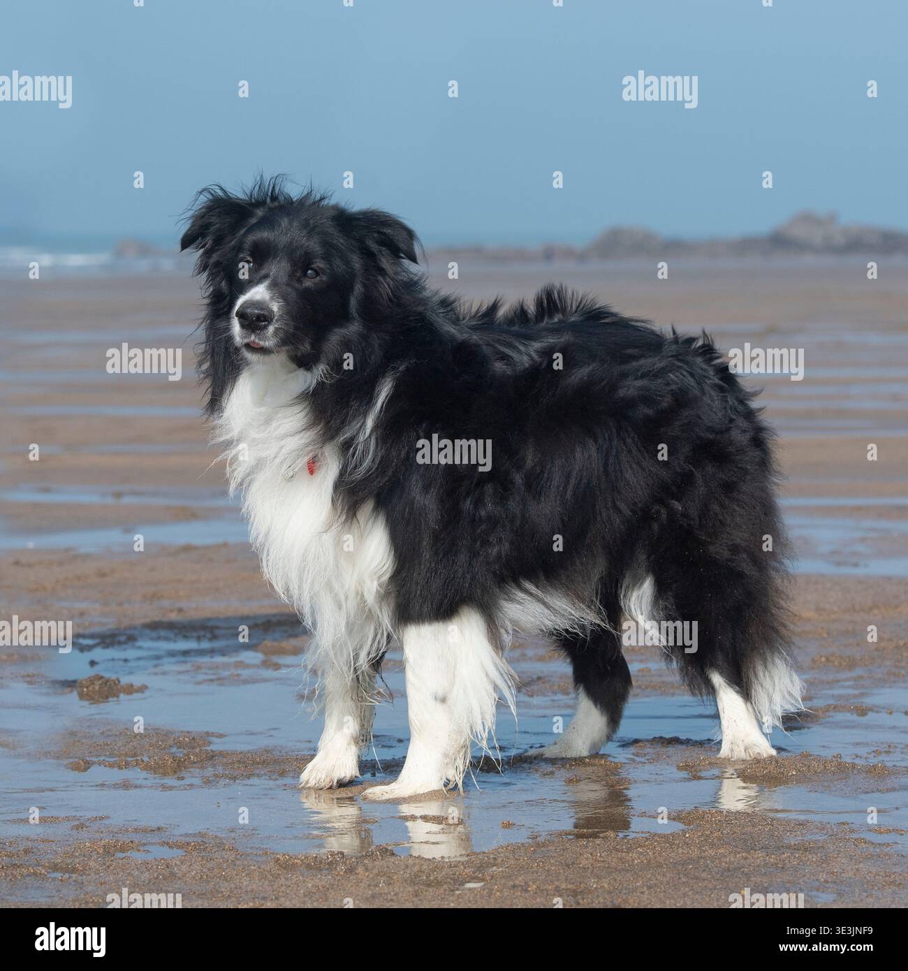 border collie dog on the beach Stock Photo