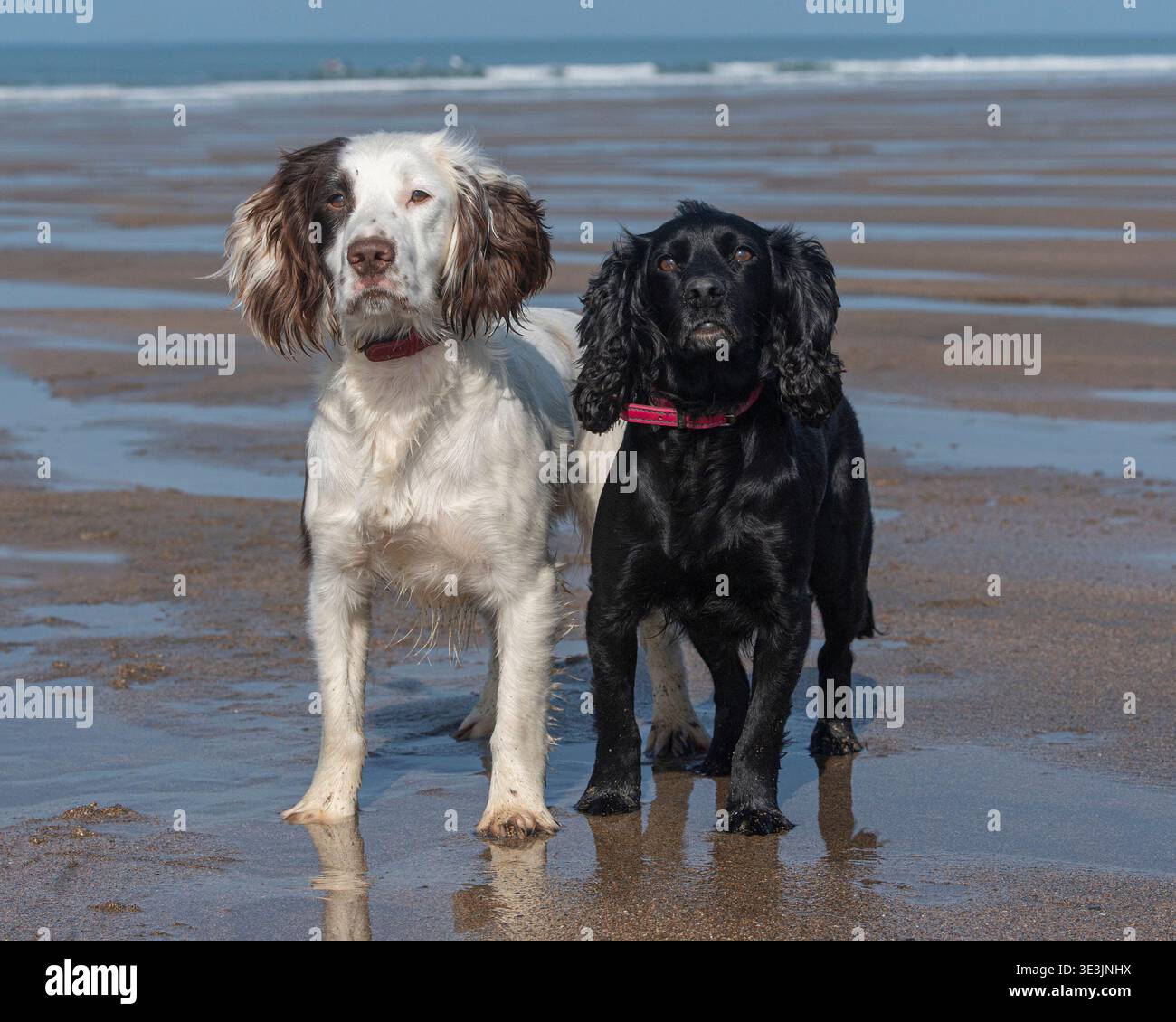 two spaniel friends a sprocker and a cocker Stock Photo