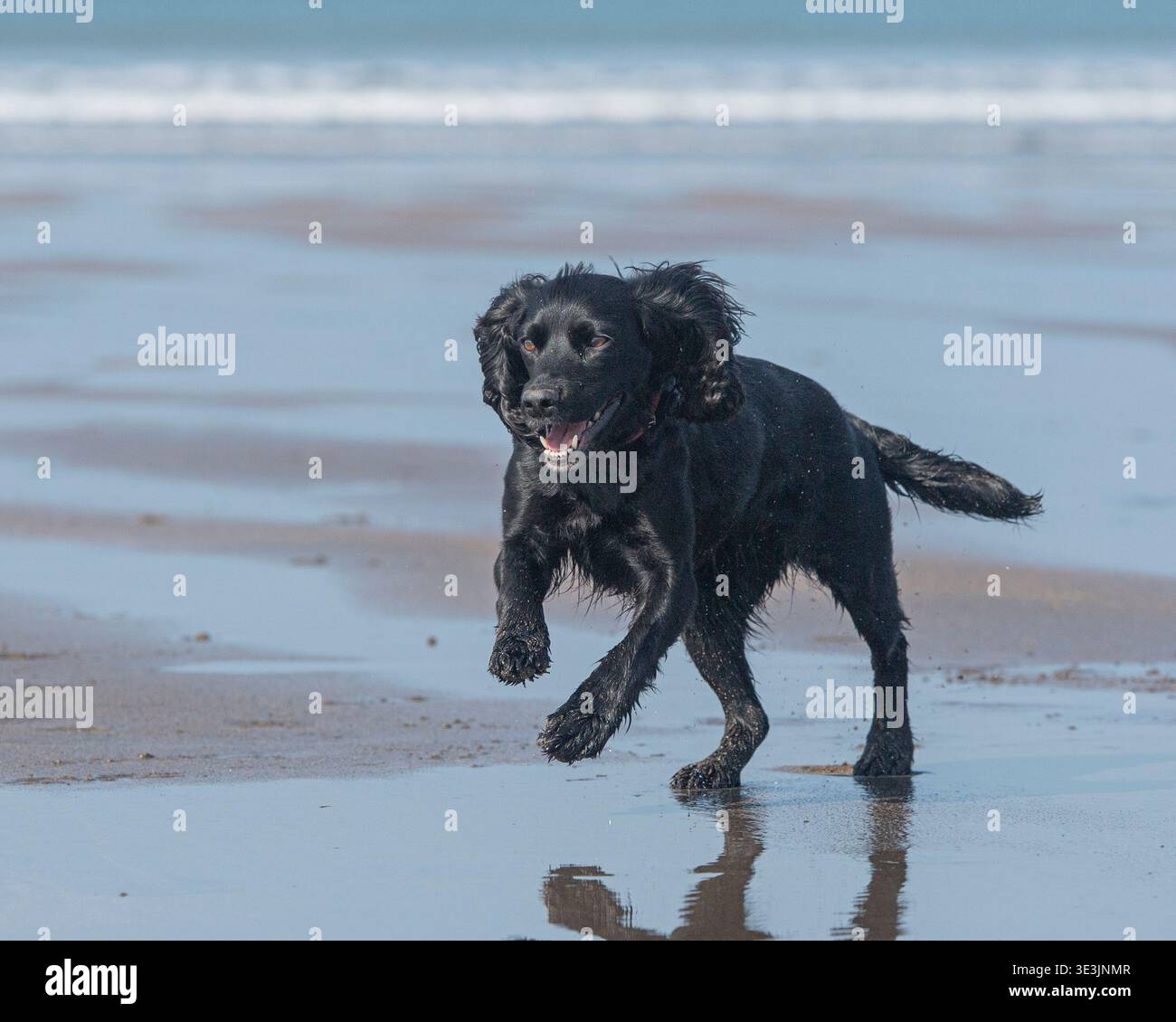 working cocker spaniel running on the beach Stock Photo