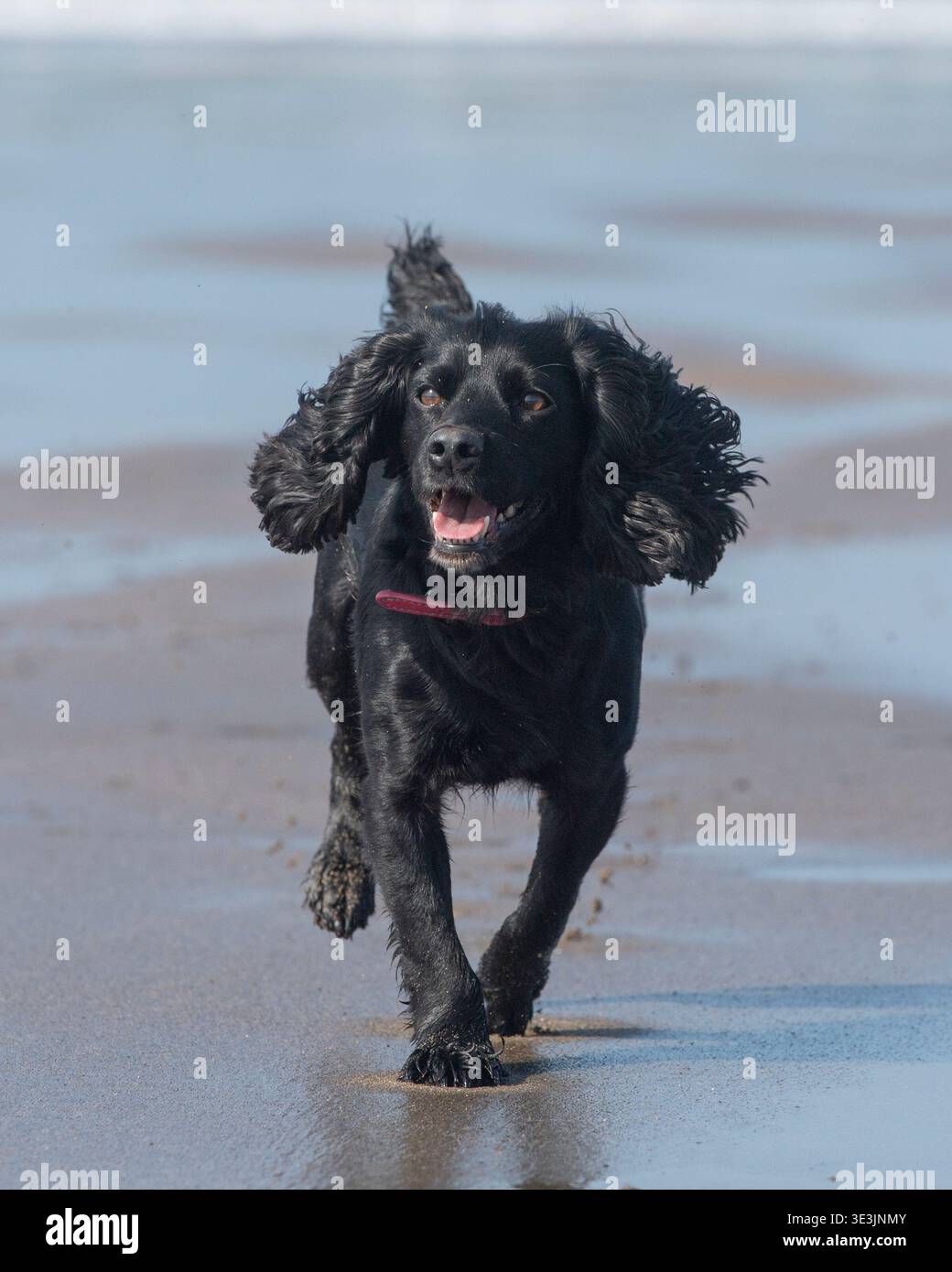 working cocker spaniel running on the beach Stock Photo