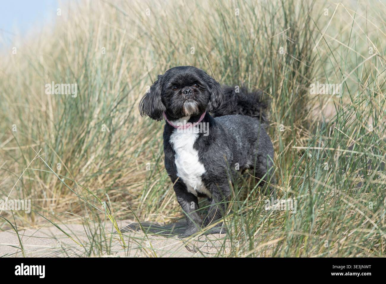 Shihtzu dog in long grass Stock Photo