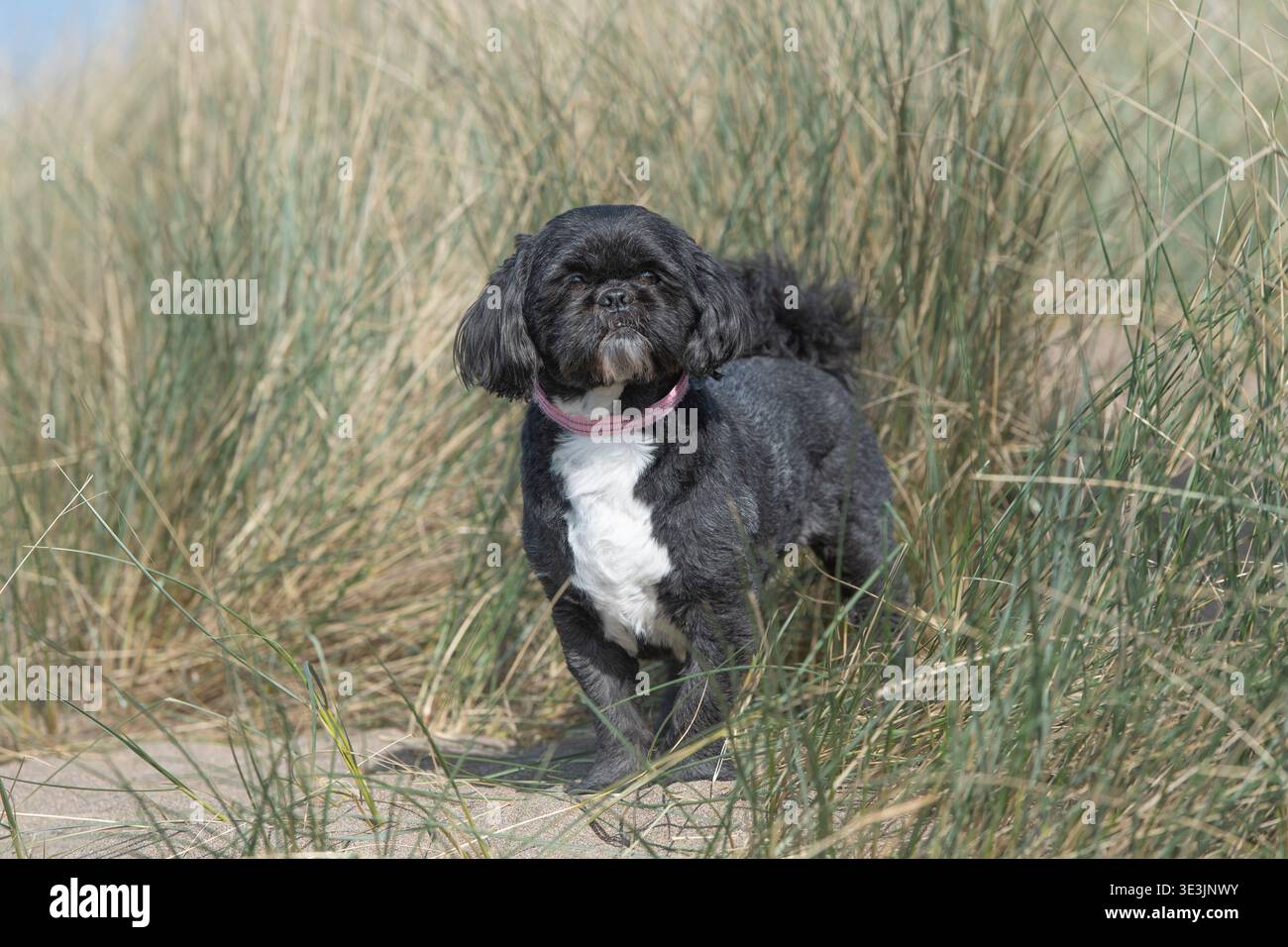 Shihtzu dog in long grass Stock Photo