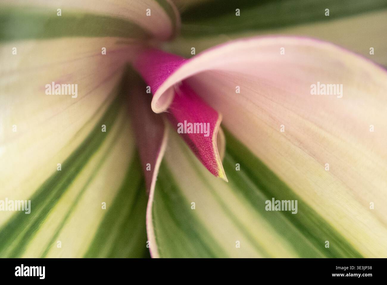 Close up leaves tropical plant hi-res stock photography and images - Alamy
