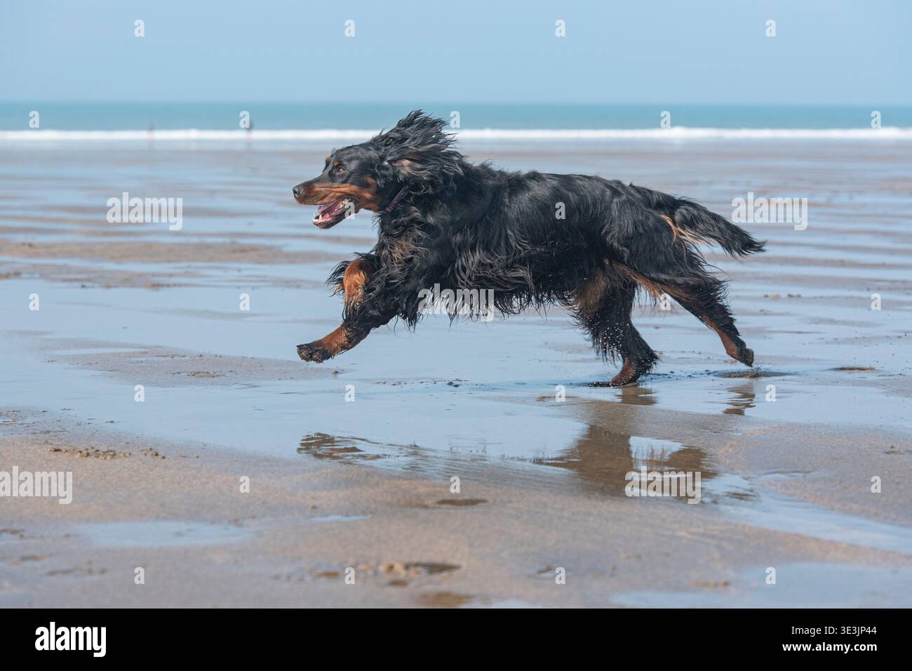 Gordon Setter running on the beach Stock Photo
