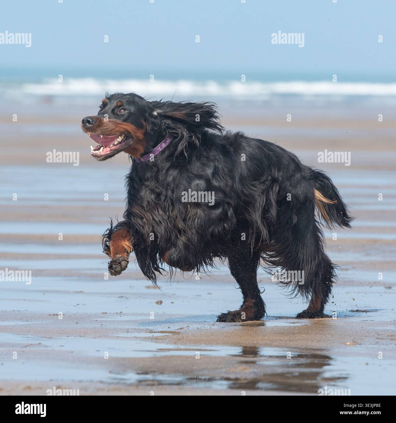 gordon setter running on sandy beach Stock Photo