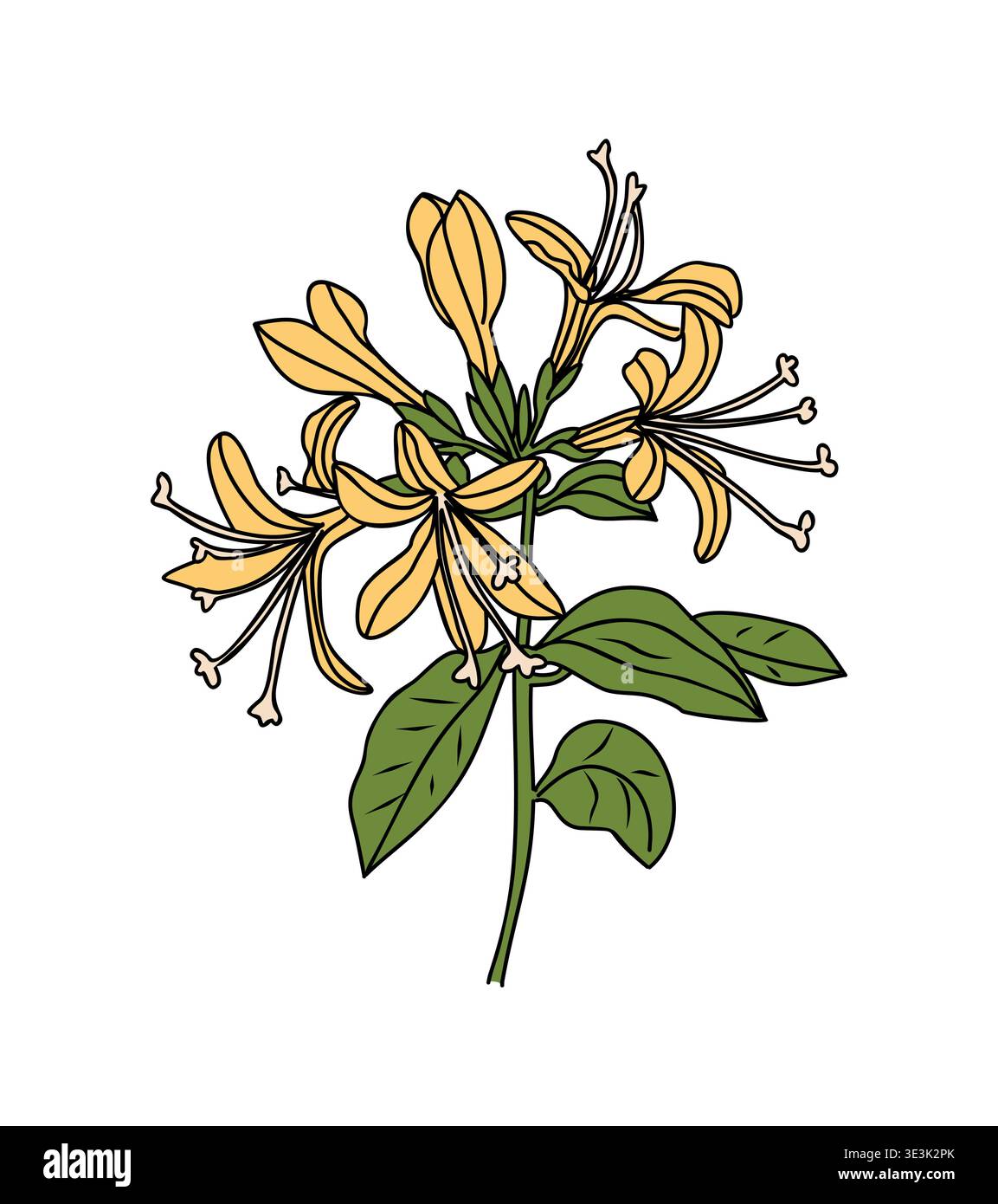Golden yellow honeysuckle flower cluster on white Stock Vector
