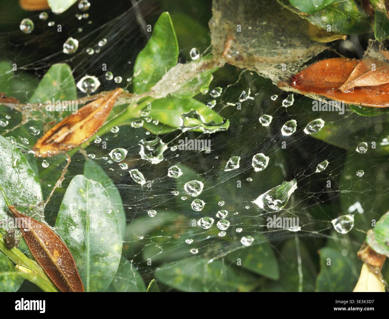 Raindrops on spider web between boxwood leaves after rain Stock Photo
