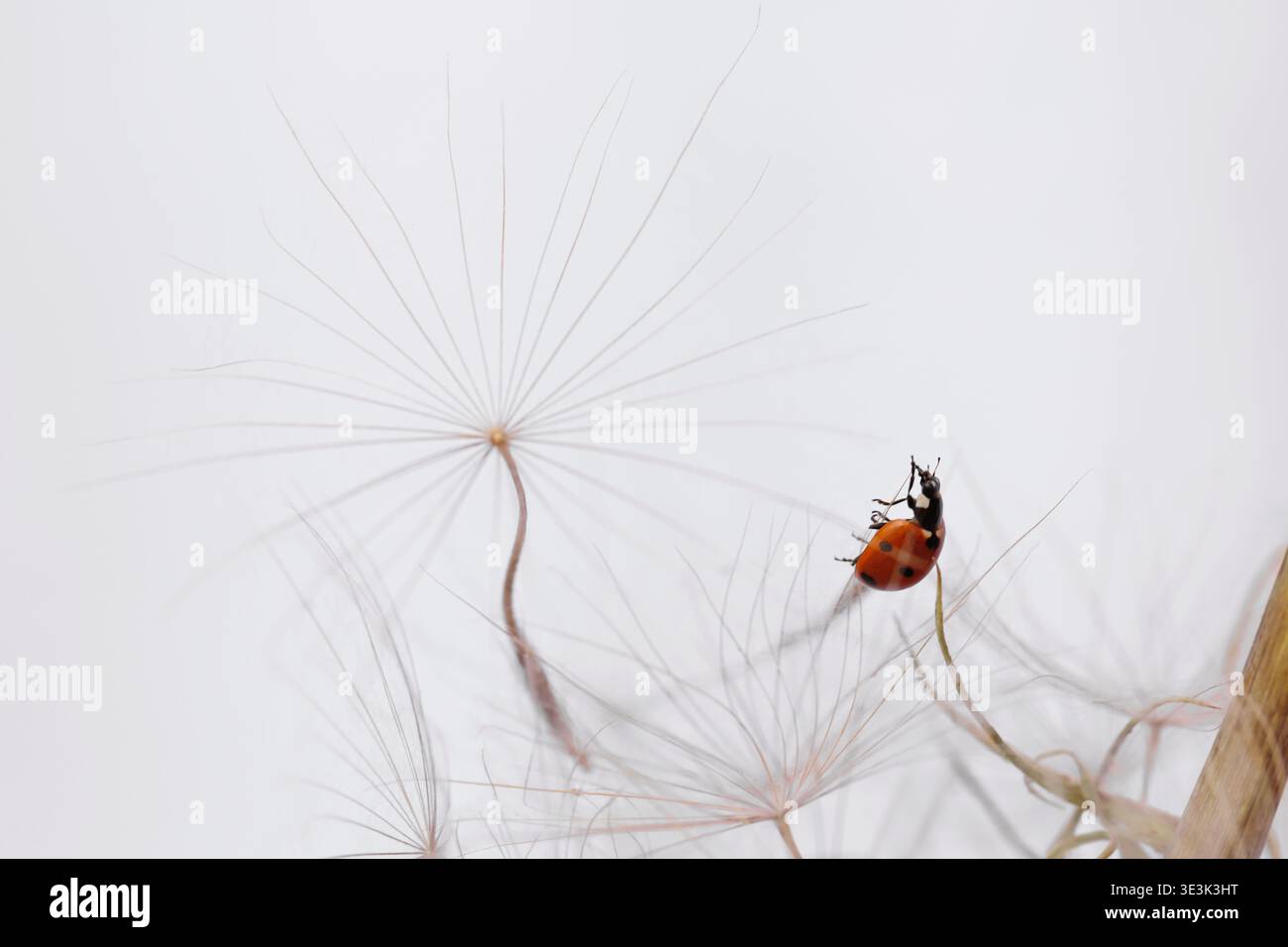 Ladybug on fluffy Dandelion on white background Stock Photo