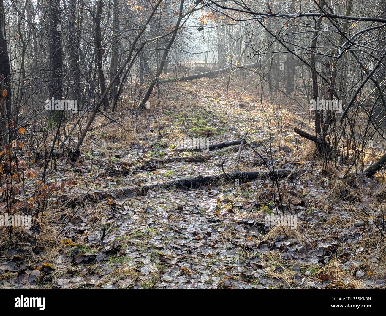 Path in forest, dampness, leaves, fallen trees. - Smartphone Captured Stock Image