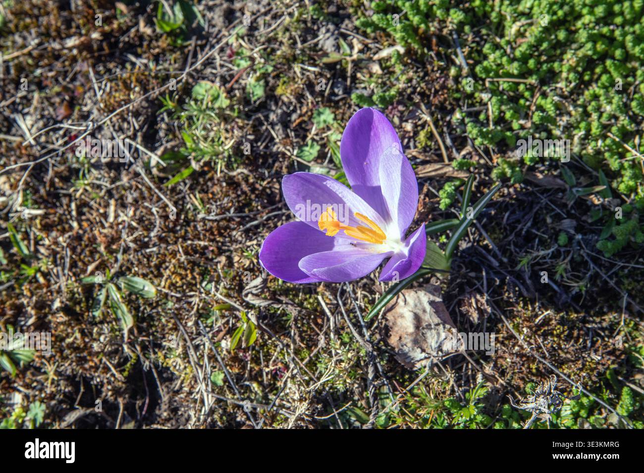 wild crocus. Crocus tommasinianus, Woodland Crocus Stock Photo