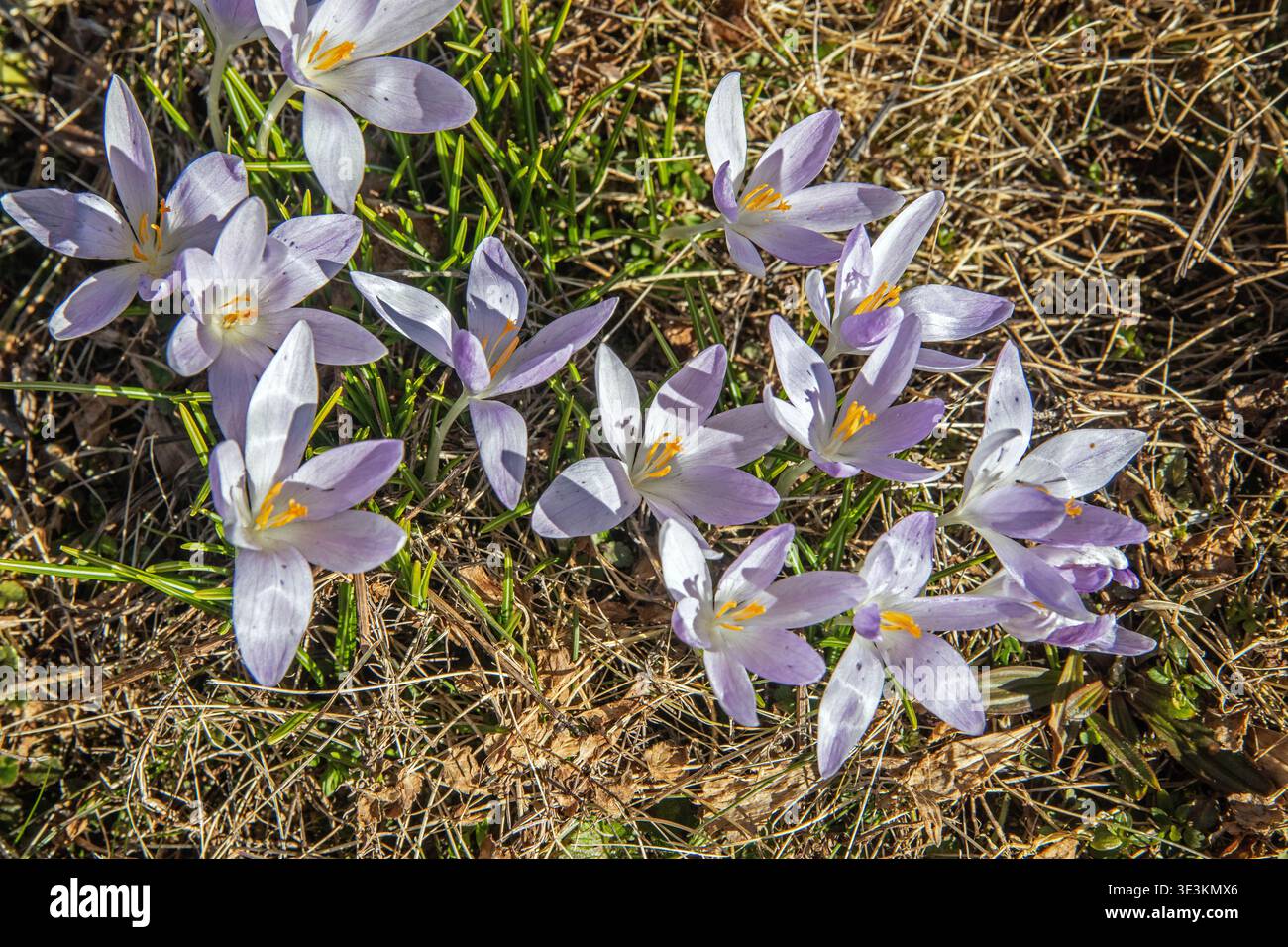 wild crocus. Crocus tommasinianus, Woodland Crocus Stock Photo