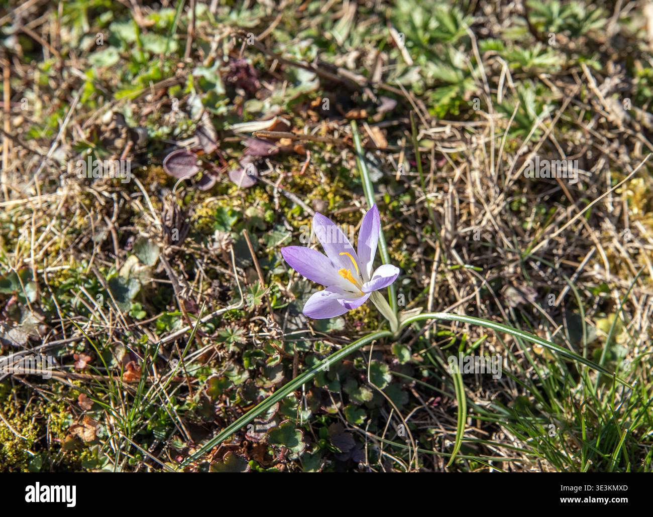 wild crocus. Crocus tommasinianus, Woodland Crocus Stock Photo