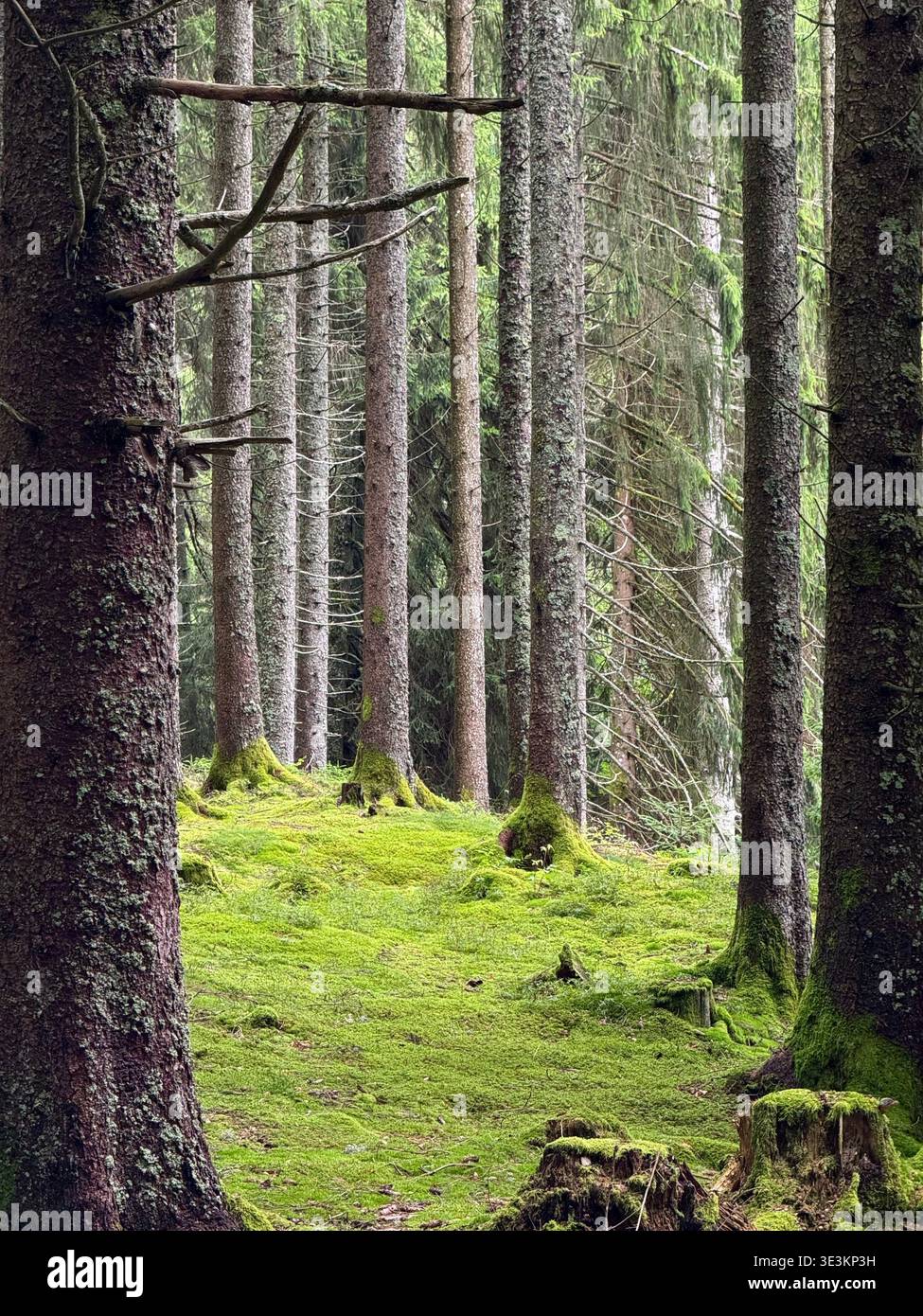 Forest scene in Germany’s Black Forest with pine trees and moss-covered ground, capturing the atmospheric woodland landscape. - Smartphone Captured Stock Image