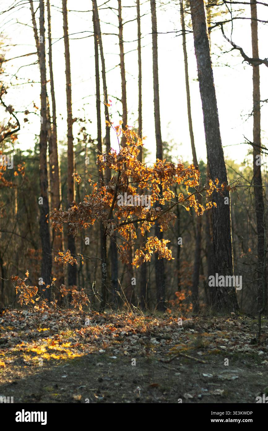 Forest path tall trees sunlight hi-res stock photography and images - Alamy