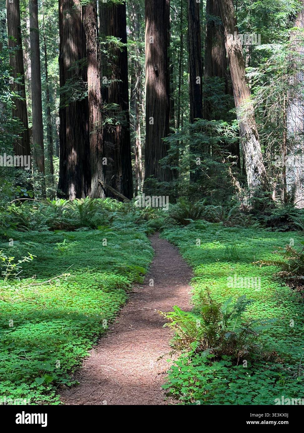 Scenic road through towering redwood forest in California, USA, with sunlight filtering through giant trees, peaceful nature landscape. - Smartphone Captured Stock Image
