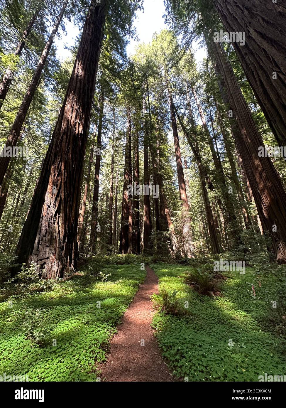 Scenic road through towering redwood forest in California, USA, with sunlight filtering through giant trees, peaceful nature landscape. - Smartphone Captured Stock Image