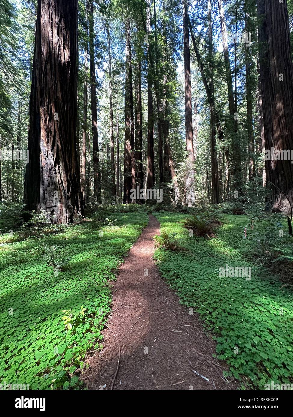 Scenic road through towering redwood forest in California, USA, with sunlight filtering through giant trees, peaceful nature landscape. - Smartphone Captured Stock Image