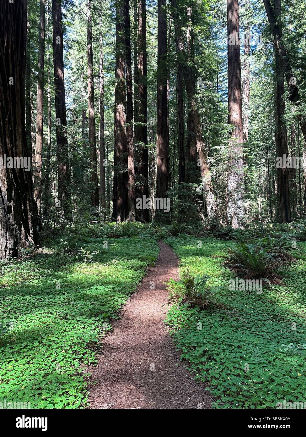 Scenic road through towering redwood forest in California, USA, with sunlight filtering through giant trees, peaceful nature landscape. - Smartphone Captured Stock Image