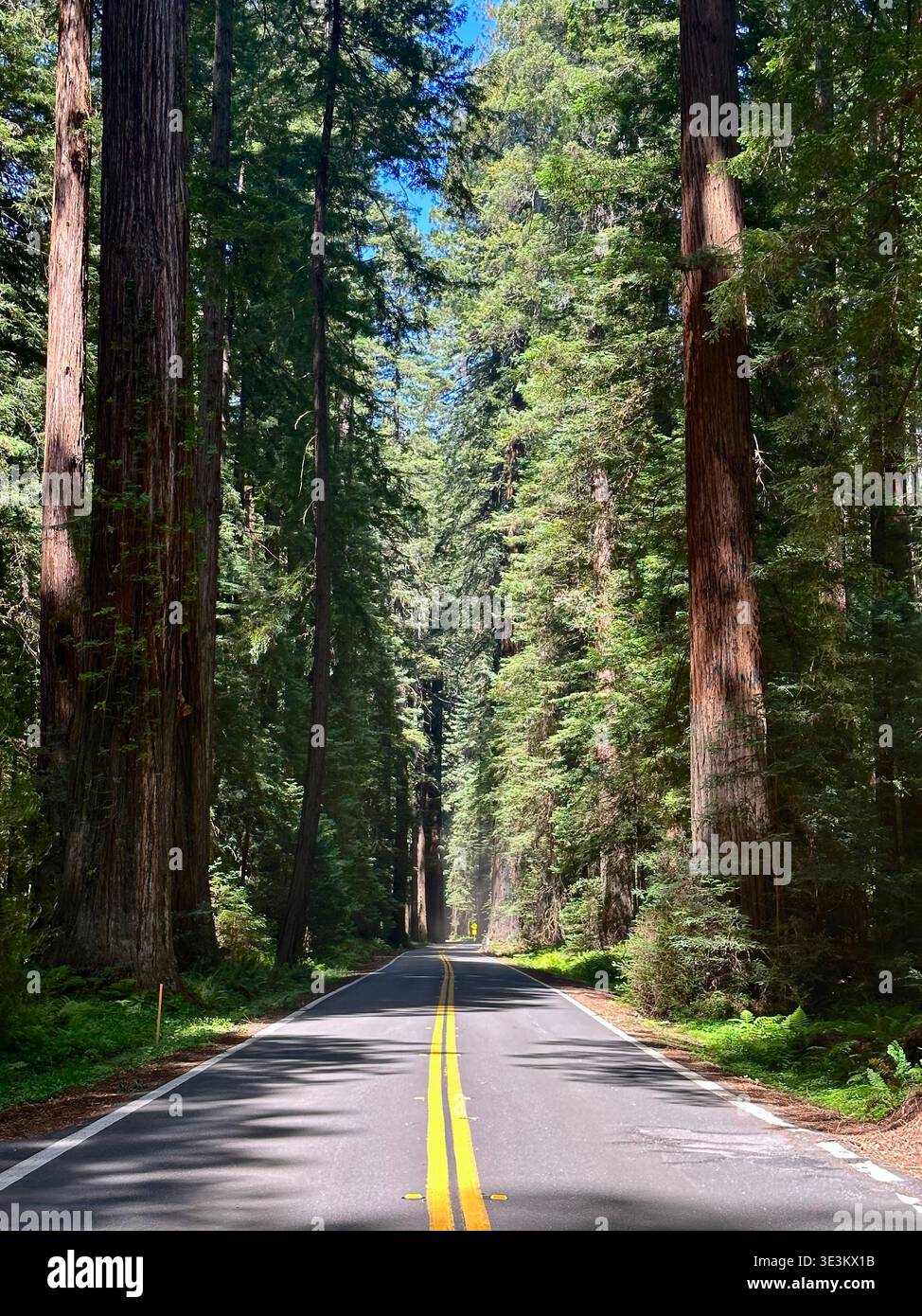 Scenic road through towering redwood forest in California, USA, with sunlight filtering through giant trees, peaceful nature landscape. - Smartphone Captured Stock Image