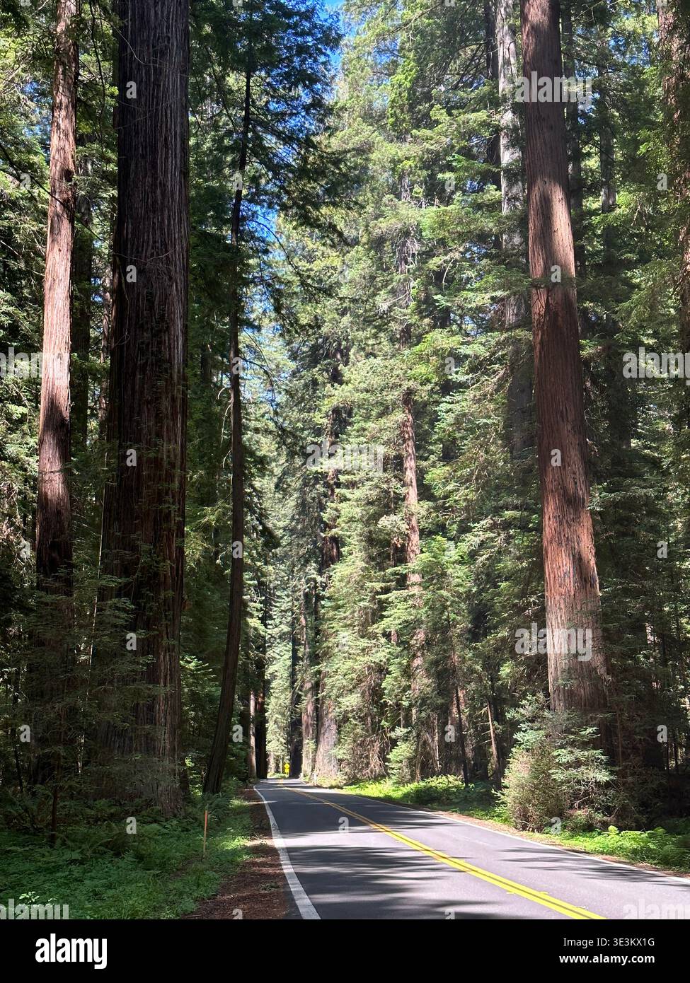 Scenic road through towering redwood forest in California, USA, with sunlight filtering through giant trees, peaceful nature landscape. - Smartphone Captured Stock Image