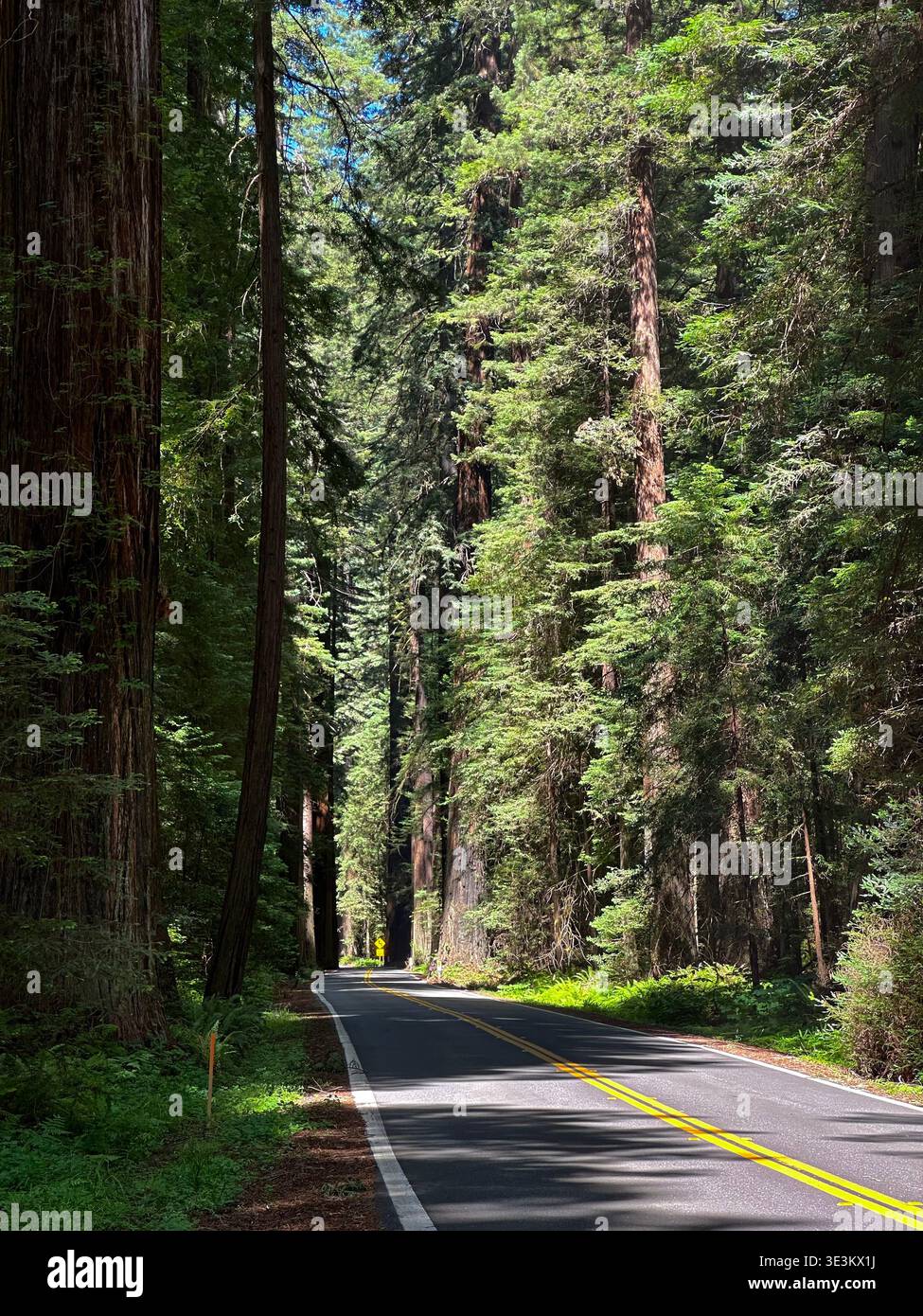 Scenic road through towering redwood forest in California, USA, with sunlight filtering through giant trees, peaceful nature landscape. - Smartphone Captured Stock Image