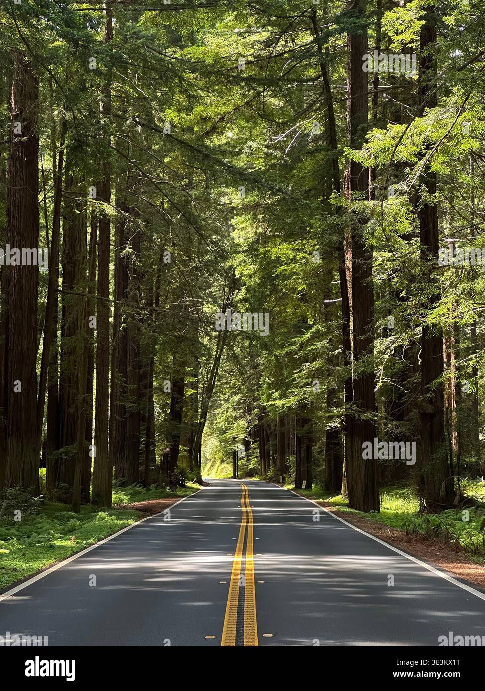 Scenic road through towering redwood forest in California, USA, with sunlight filtering through giant trees, peaceful nature landscape. - Smartphone Captured Stock Image