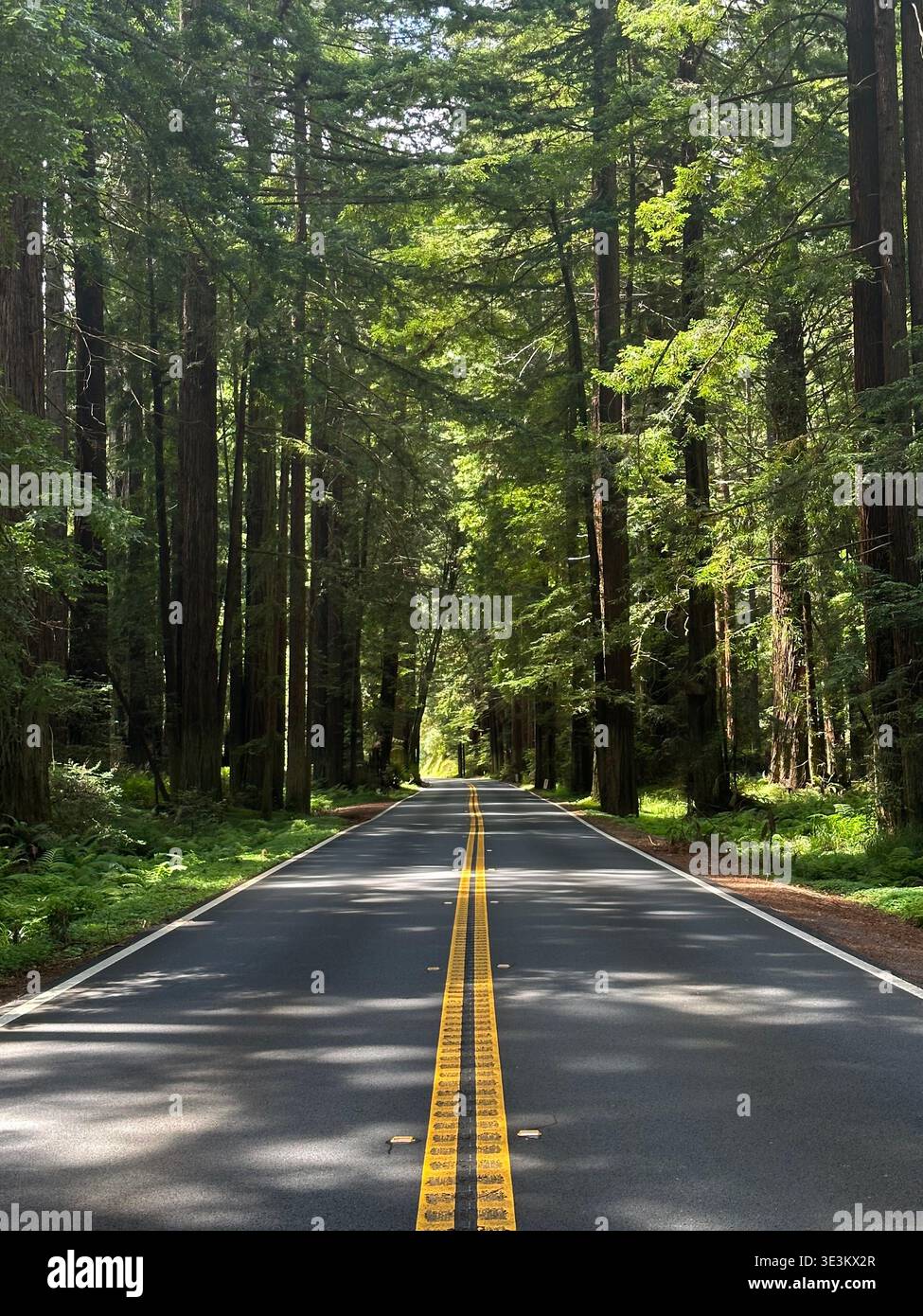 Scenic road through towering redwood forest in California, USA, with sunlight filtering through giant trees, peaceful nature landscape. - Smartphone Captured Stock Image