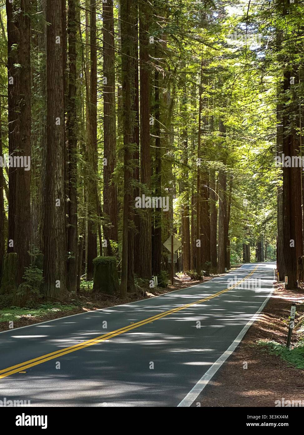 Scenic road through towering redwood forest in California, USA, with sunlight filtering through giant trees, peaceful nature landscape. - Smartphone Captured Stock Image