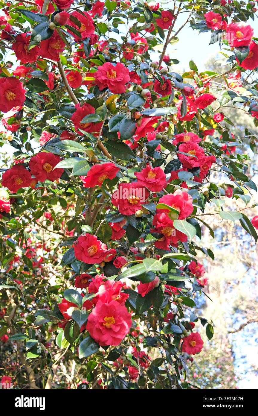 Red Camellia japonica ‘Adolphe Audusson’ in flower. Stock Photo