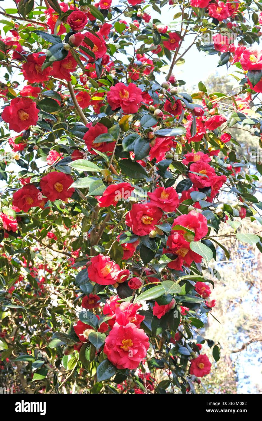 efeu im kbel pflanzen Efeu - Hedera helix